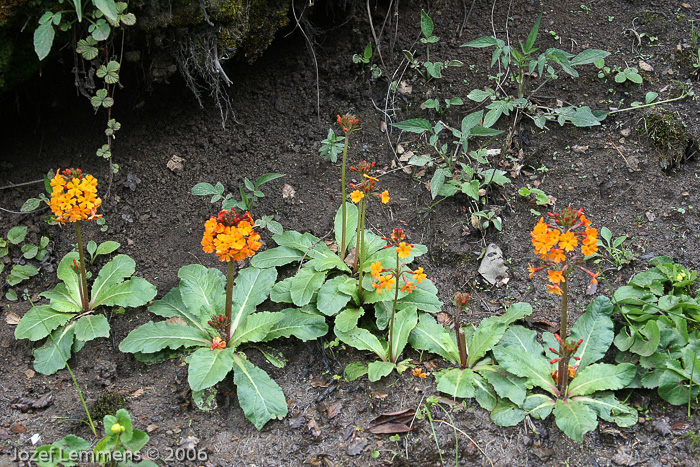 <i>Primula aurantiaca </i>