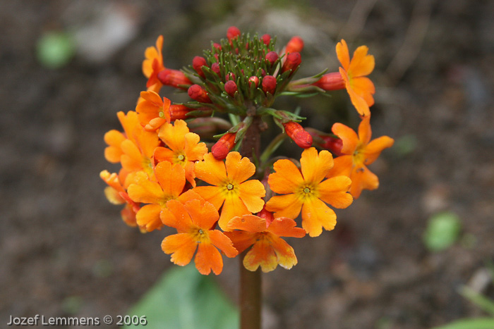 <i>Primula aurantiaca </i>