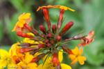 <i>Primula aurantiaca </i>