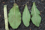 <i>Primula aurantiaca </i>
