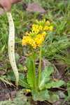 <i>Hybrid P. bulleyana X P. aurantiaca </i>