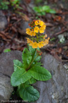 <i>Primula aurantiaca </i>