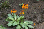 <i>Primula aurantiaca </i>