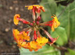 <i>Primula aurantiaca </i>