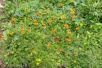 <i>Primula aurantiaca </i>