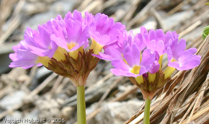 ssp olgae, closeup,