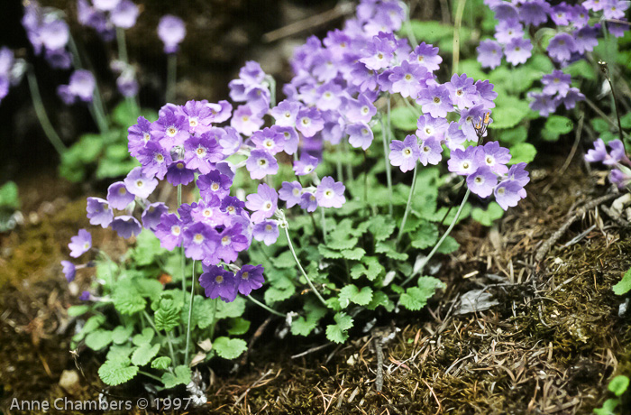 <i>Primula baileyana </i>