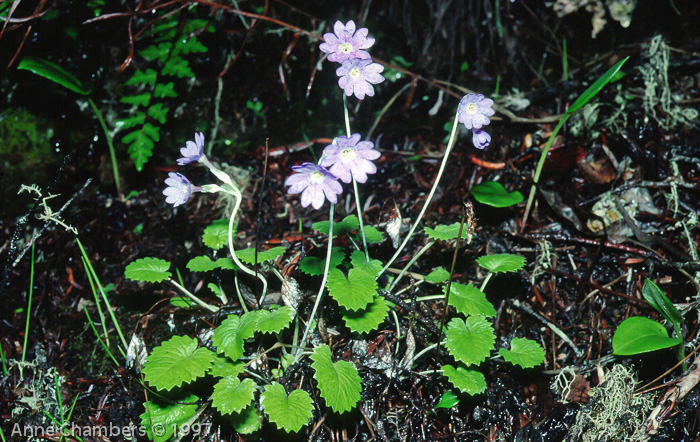 <i>Primula baileyana </i>