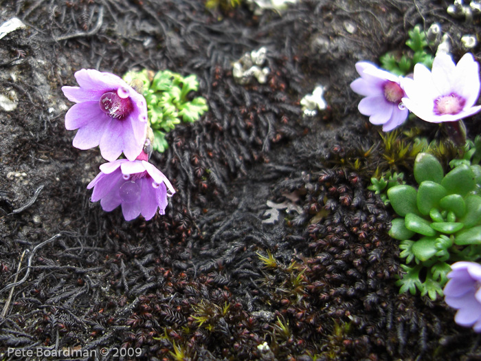 <i>Primula barbatula </i>