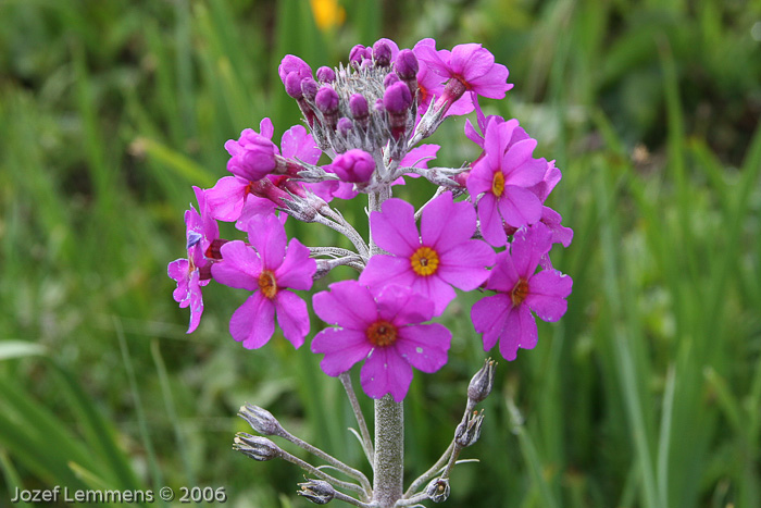 <i>Primula beesiana </i>