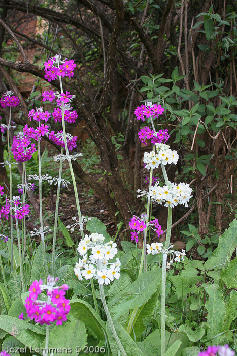 <i>Primula beesiana var. leucantha </i>