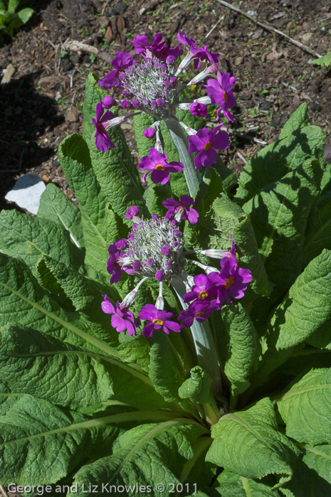 <i>Primula beesiana </i>