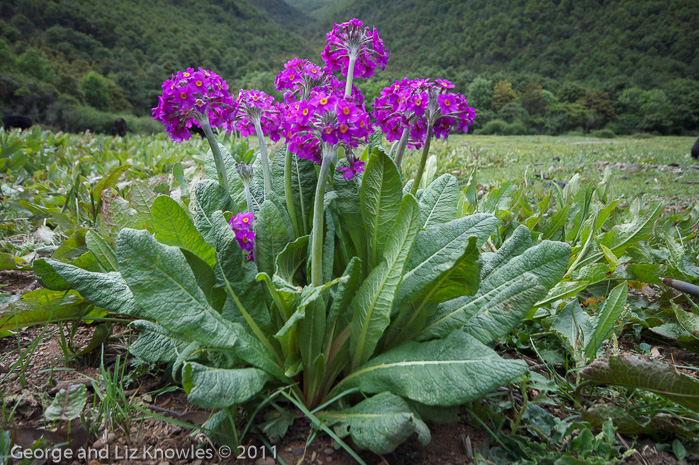 <i>Primula beesiana </i>