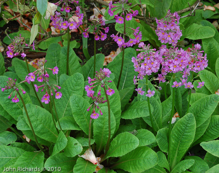 <i>Primula burmanica </i>