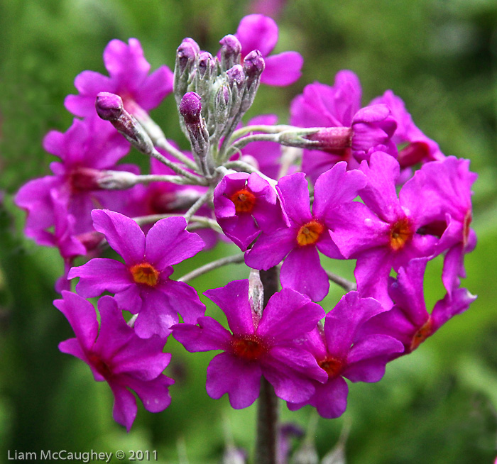 <i>Primula beesiana </i>