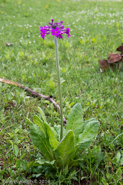 <i>Primula beesiana </i>