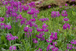 <i>Primula beesiana </i>