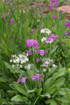 <i>Primula beesiana var. leucantha </i>