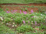 <i>Primula beesiana </i>