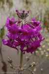 <i>Primula beesiana </i>