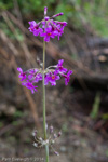<i>Primula beesiana </i>