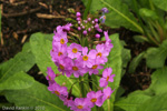 <i>Primula burmanica </i>