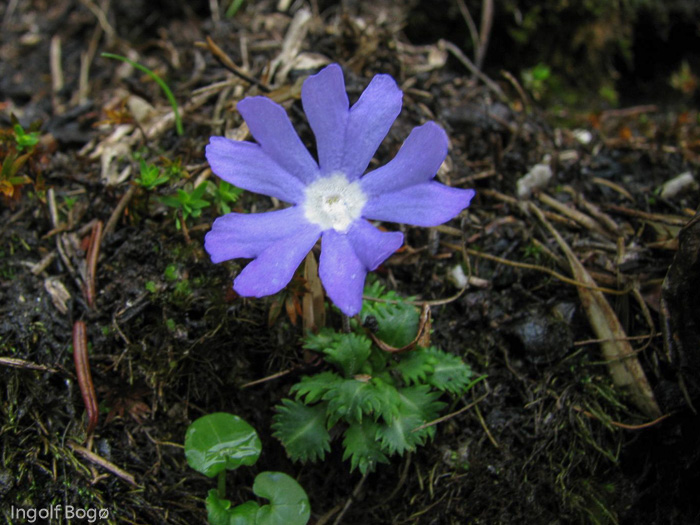 <i>Primula bella </i>