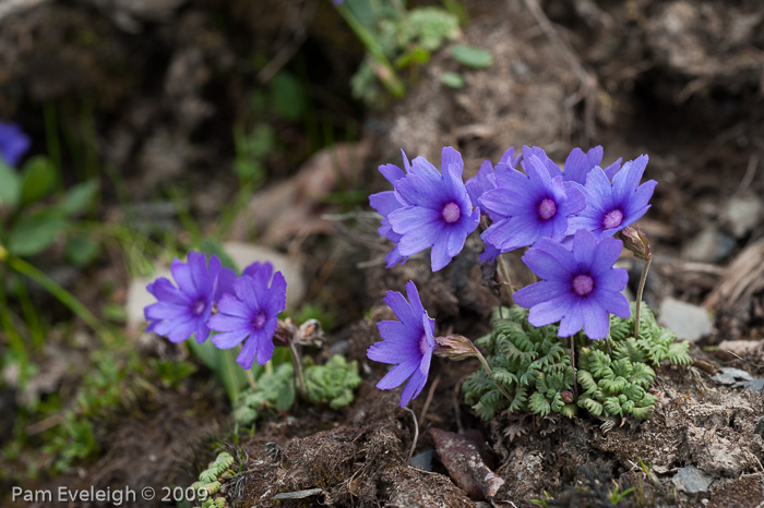 <i>Primula bella </i>