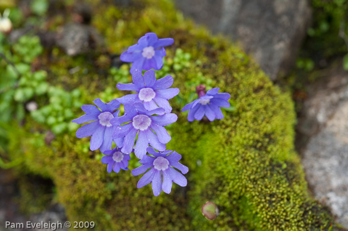 <i>Primula bella </i>