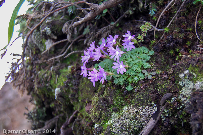 <i>Primula bella </i>