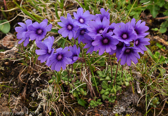 <i>Primula bella </i>