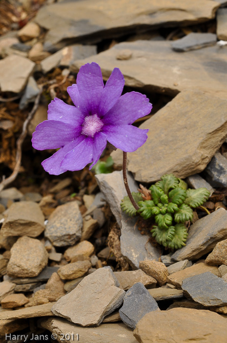 <i>Primula bella </i>