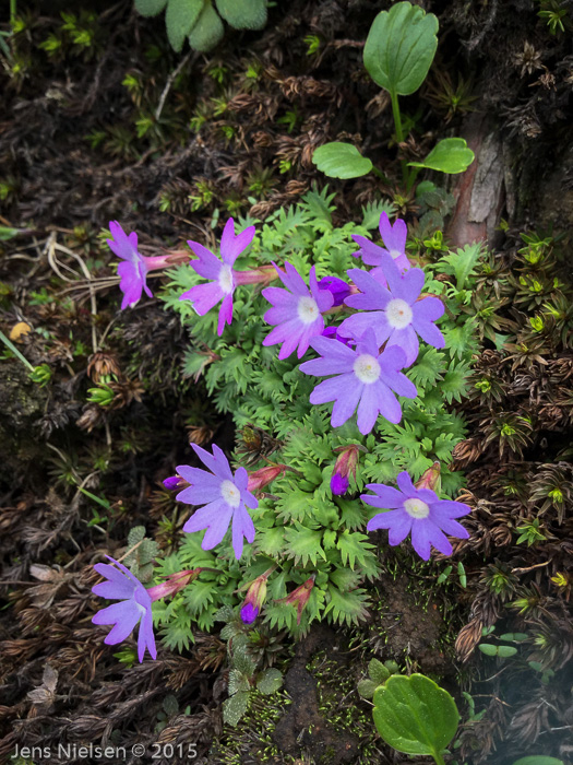 <i>Primula bella </i>