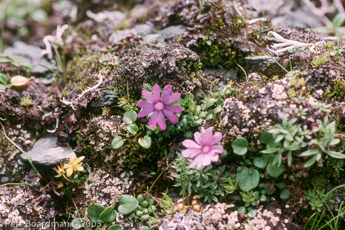 <i>Primula bella </i>