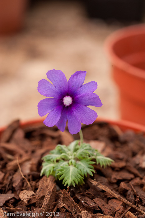 <i>Primula bella </i>