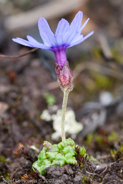 <i>Primula bella </i>