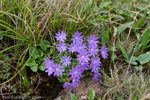 <i>Primula bella </i>