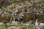 <i>Primula bella </i>