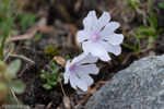 <i>Primula bella </i>