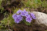 <i>Primula bella </i>