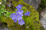 <i>Primula bella </i>