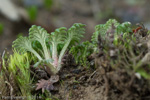 <i>Primula bella </i>