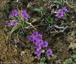 <i>Primula bella </i>