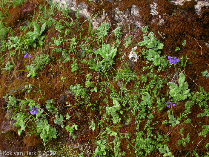 <i>Primula bellidifolia </i>