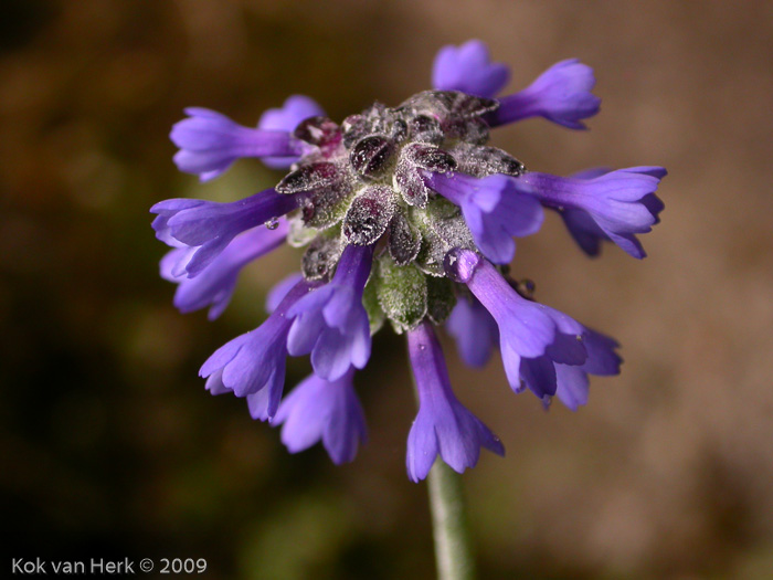 <i>Primula bellidifolia </i>