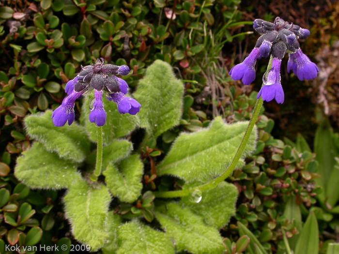 <i>Primula bellidifolia </i>