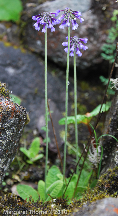 <i>Primula bellidifolia </i>