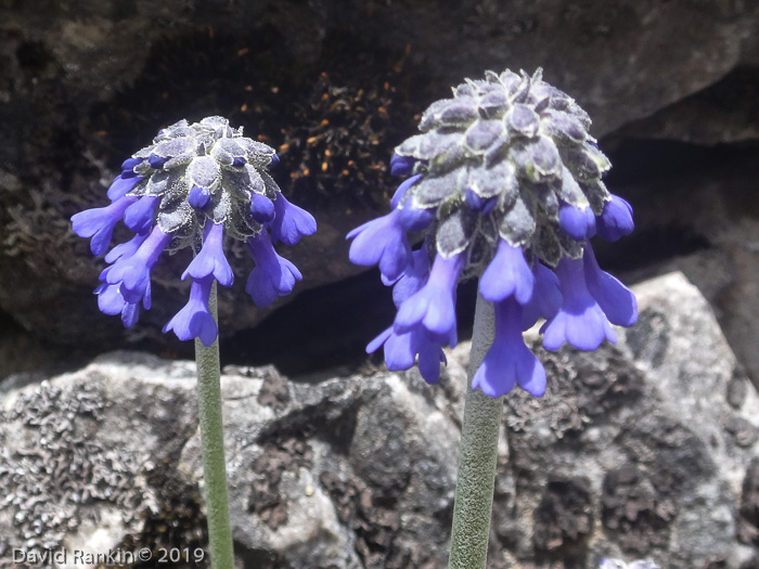 <i>Primula bellidifolia </i>