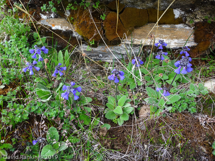 <i>Primula bellidifolia </i>