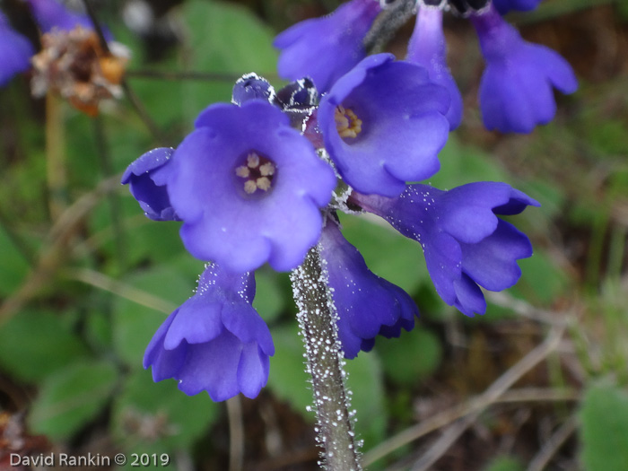 <i>Primula bellidifolia </i>